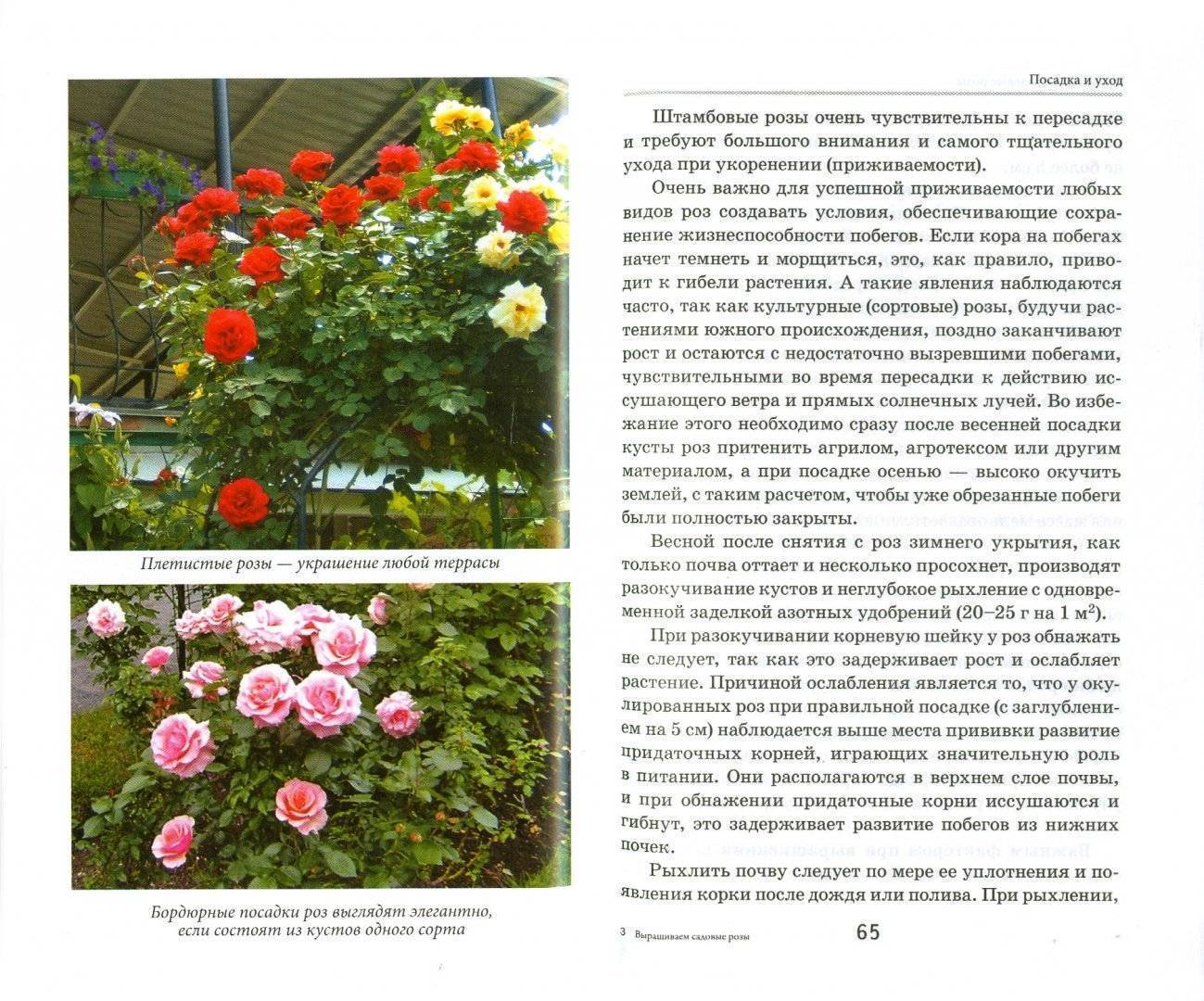 Розы грандифлора, описание, фото, виды и сорта, условия выращивания, болезни и вредители