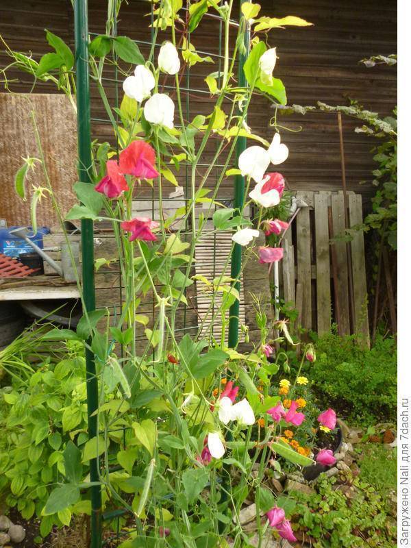 Душистый горошек: фото цветов, посадка и уход, выращивание