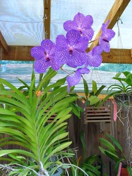 Орхидея ванда уход в домашних условиях, фото, выращивание. как ухаживать