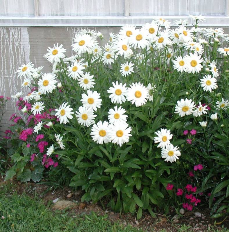 Ромашка садовая: описание цветка, виды и сорта с фото + особенности выращивания, посадки и ухода за многолетником