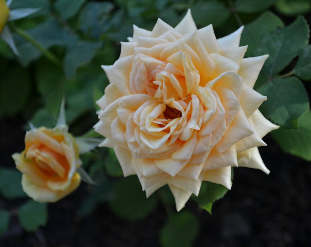 Роза Талея (Talea) — особенности и характеристики цветка