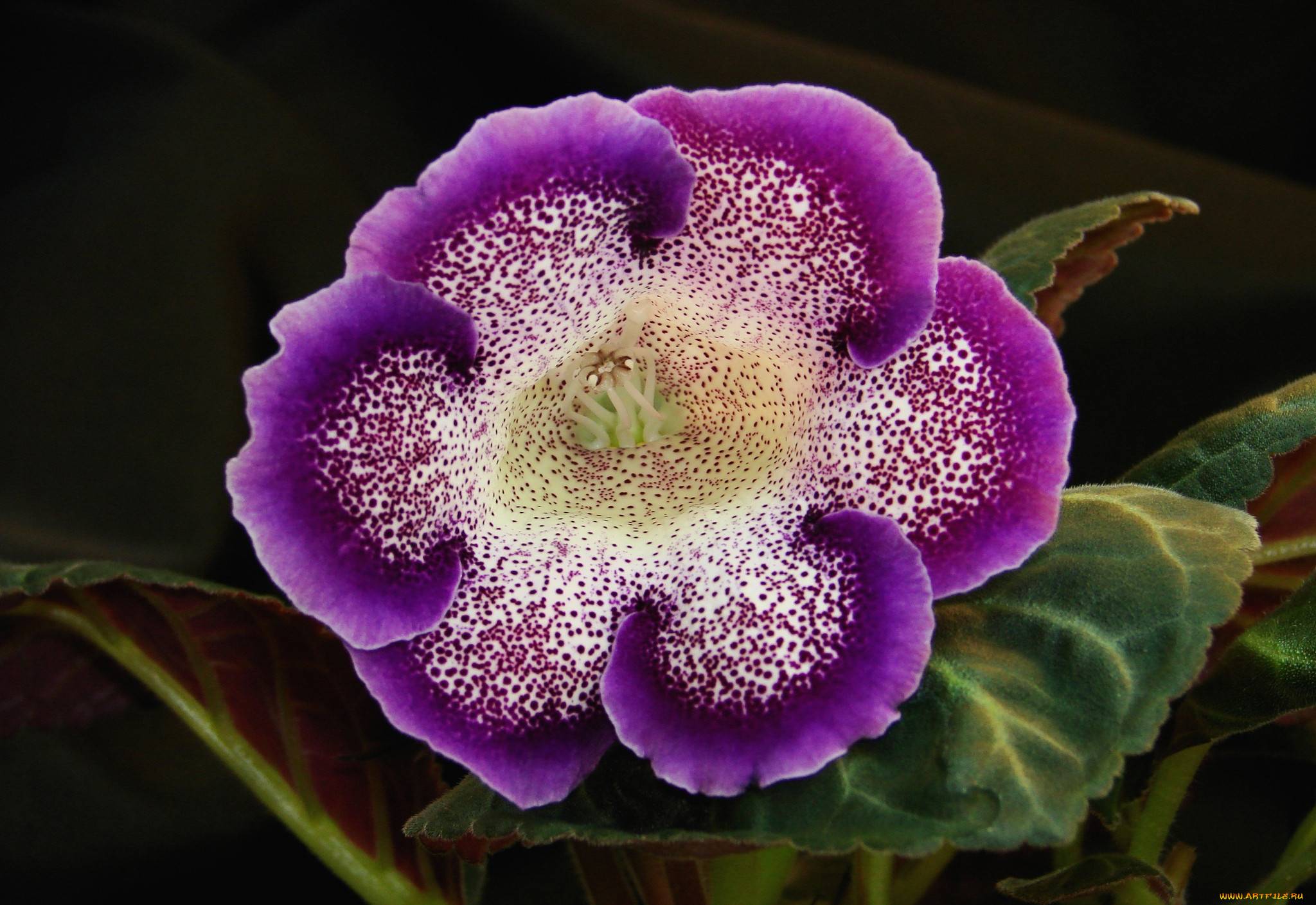 Глоксиния - уход, посадка, выращивание и 165 фото цветения