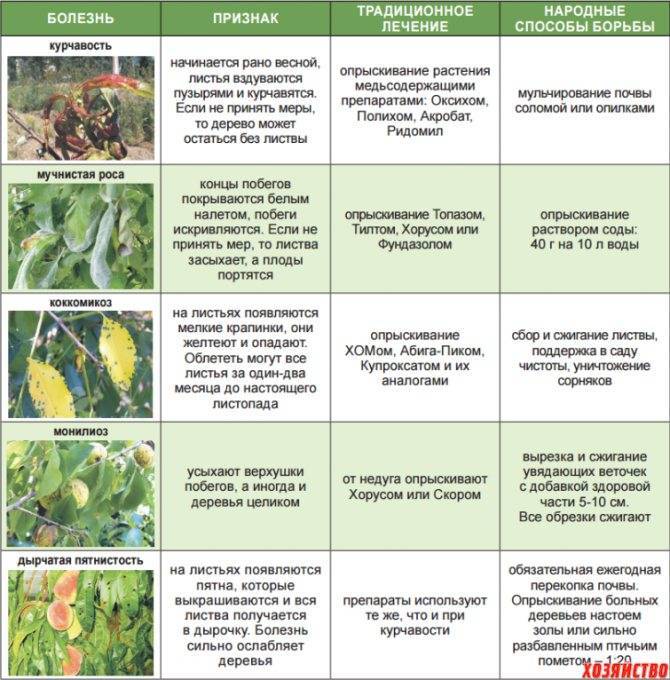 Опрыскивание плодовых деревьев весной: препараты, сроки