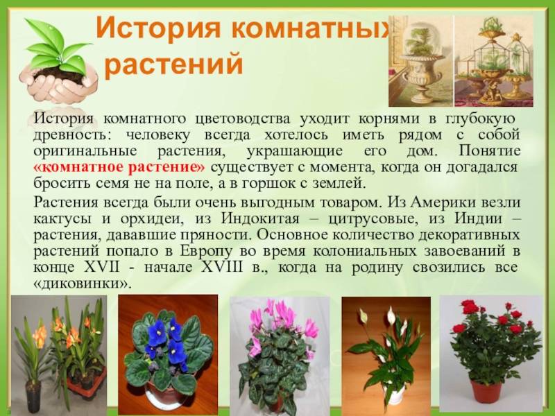 Каталог с фотографиями и названиями комнатных цветов, кратко об особенностях домашних растений