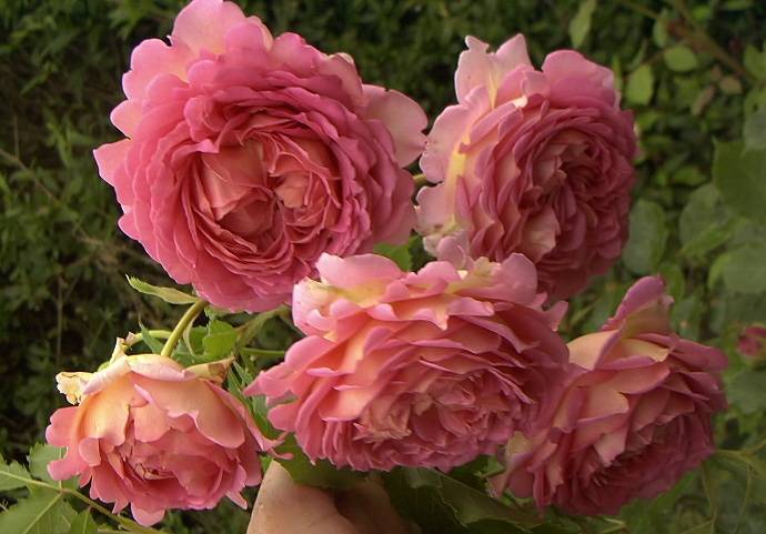 Описание английской розы джубили селебрейшн: отзывы садоводов