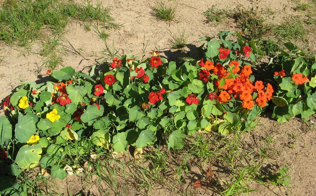 Настурция: посадка и уход, фото, когда сеять семена в грунт и на рассаду, когда пересаживать и собирать семена