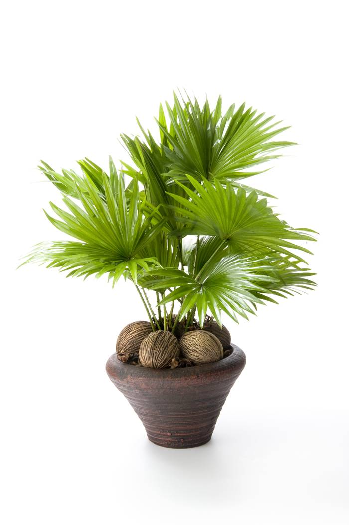 Ливистона: правила выращивания пальмы в домашних условиях