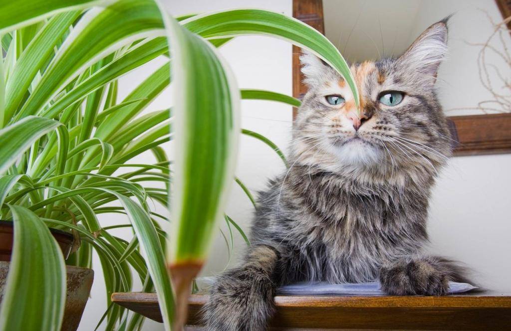 Какие растения опасные для кошек?