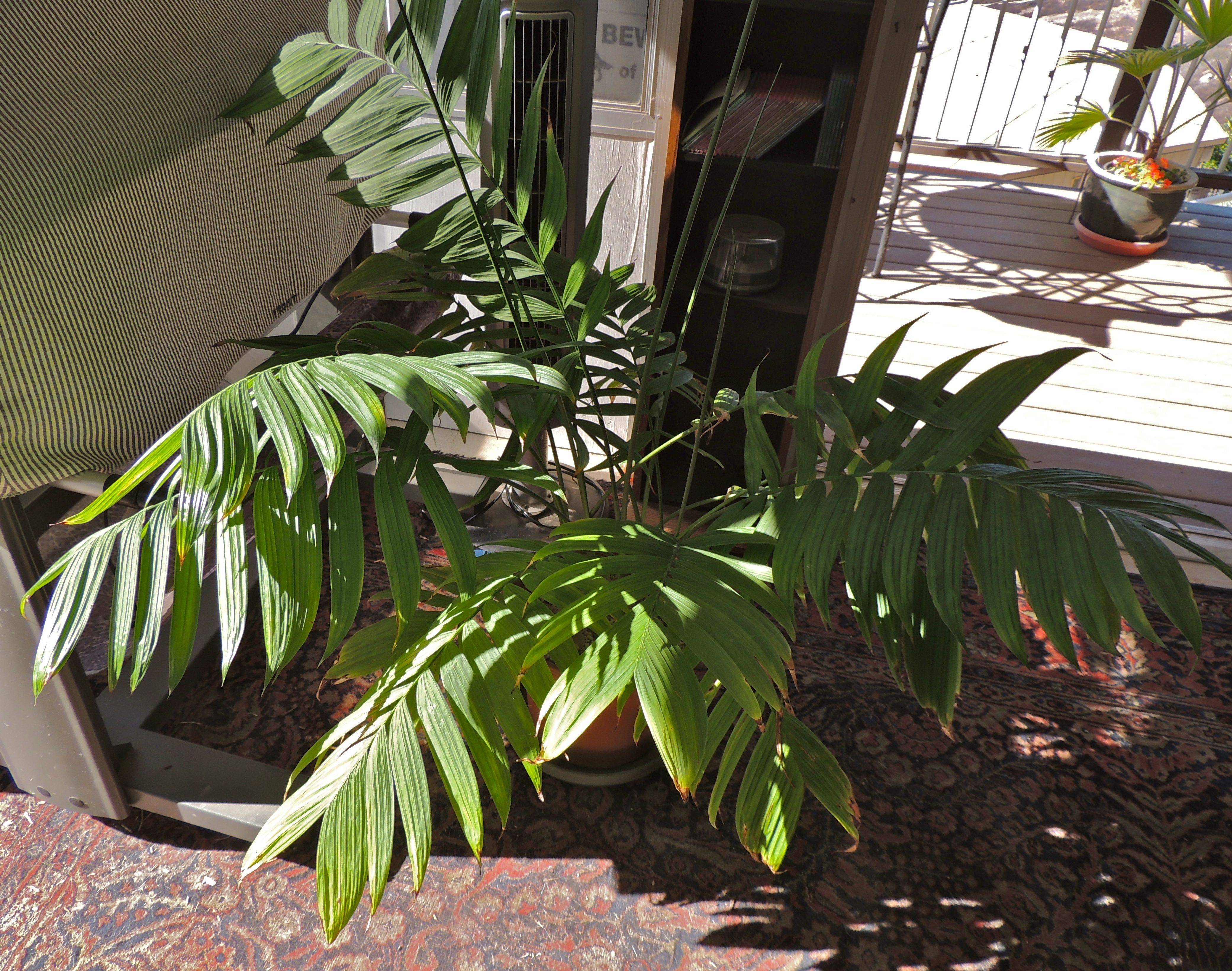 Хамедорея: уход в домашних условиях, правила размножения и пересадки пальмы и как быстро растет комнатный цветок, как ухаживать в жару?