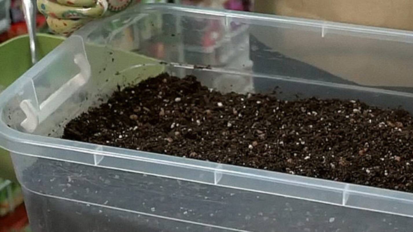 Выращивание лаванды из семян в домашних условиях, когда и как сажать на рассаду