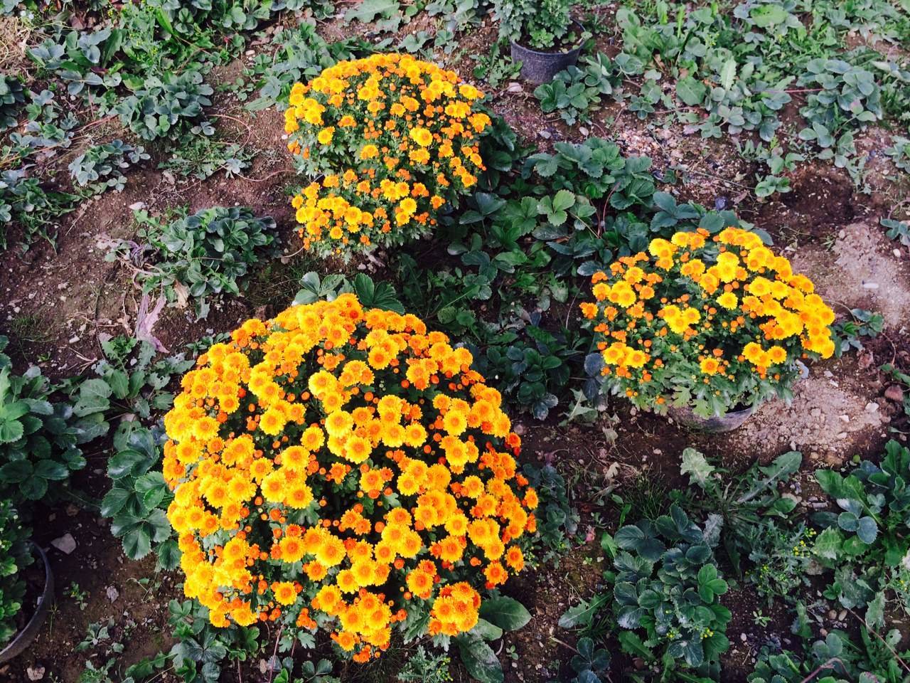 Хризантема мультифлора: посадка и уход, выращивание в домашних условиях