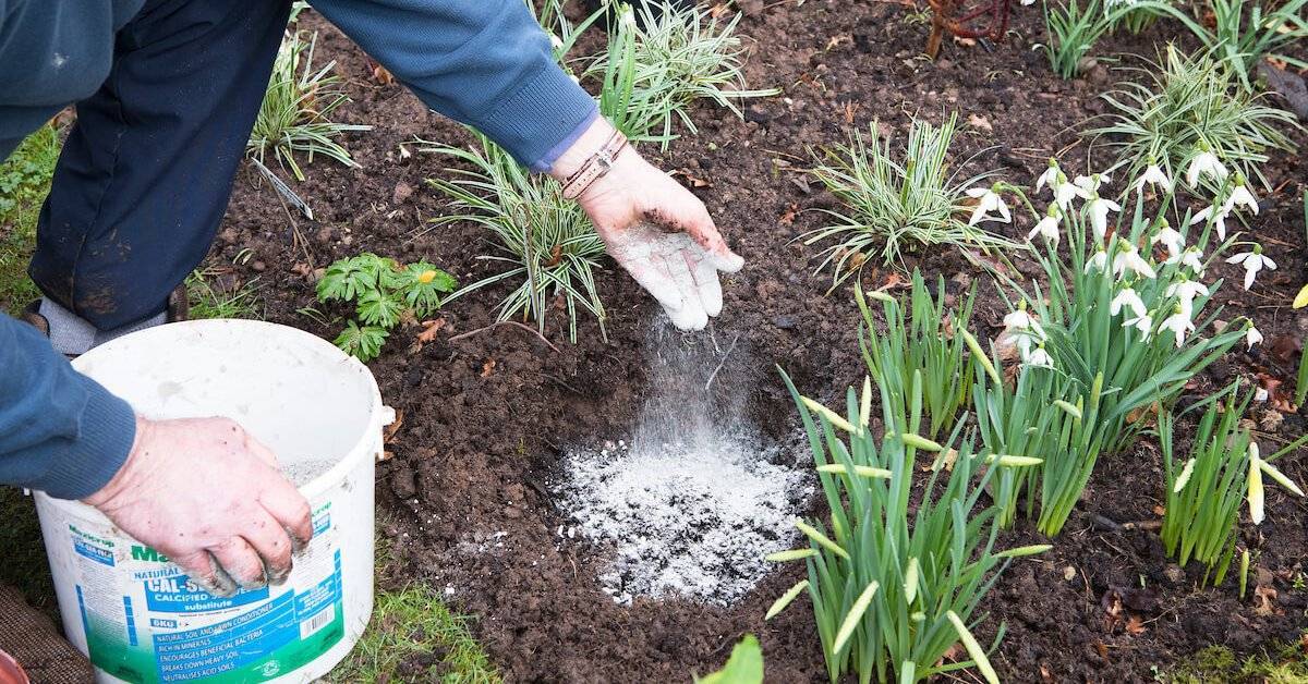 Как выращивать гладиолусы: подкормка и уход в открытом грунте. особенности полива