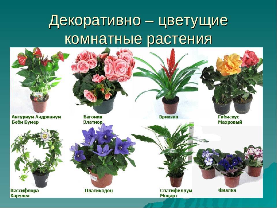 Комнатные цветы: фото и названия (каталог)