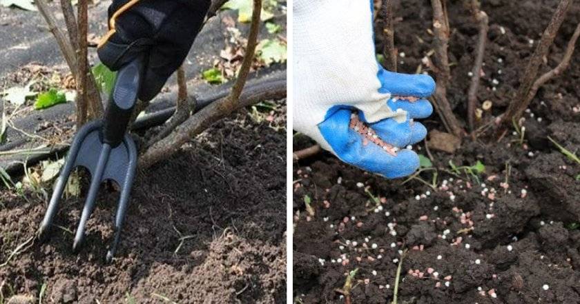 Как правильно посадить и ухаживать за чубушником в открытом грунте?
