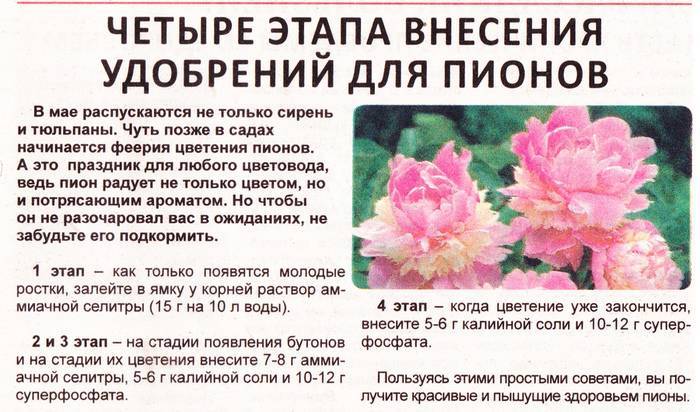 Секреты пышного цветения георгин: фото, советы