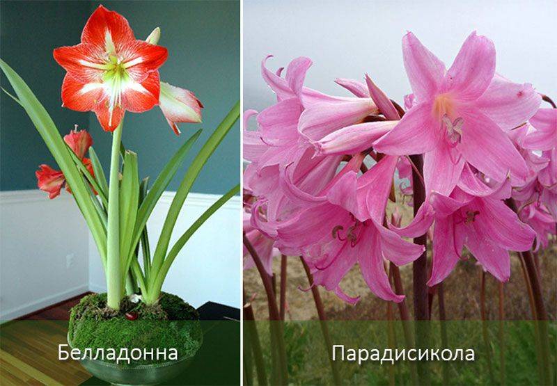 Чем отличается амариллис от гиппеаструма и какие еще цветы похожи на них