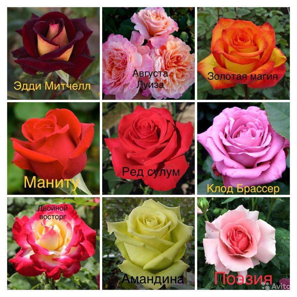 Зеленые розы: история, значение цвета, применение в ландшафте, отзывы + 15 лучших сортов с названиями, описаниями и фото