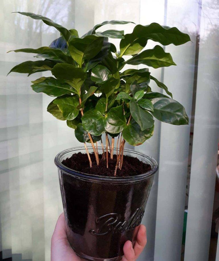 Выращивание кофейного дерева в домашних условиях - посадка и уход