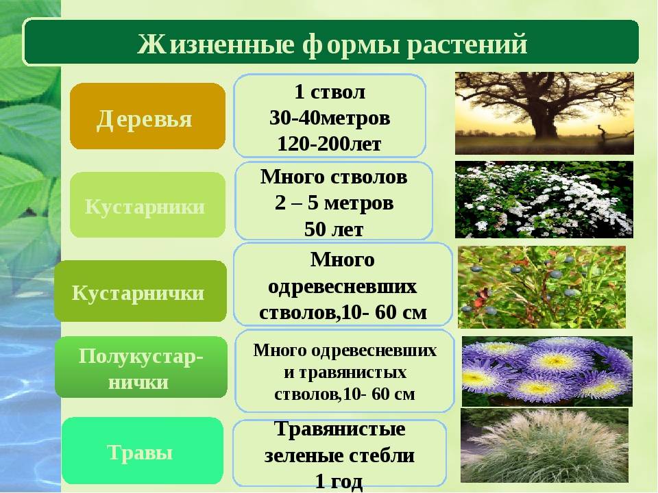 Как вырастить пестрые листья у кротона. | flori-da.ru
