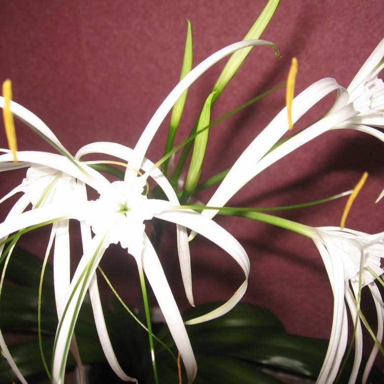 Правила ухода за гименокаллисом: цветок hymenocallis festalis в домашних условиях