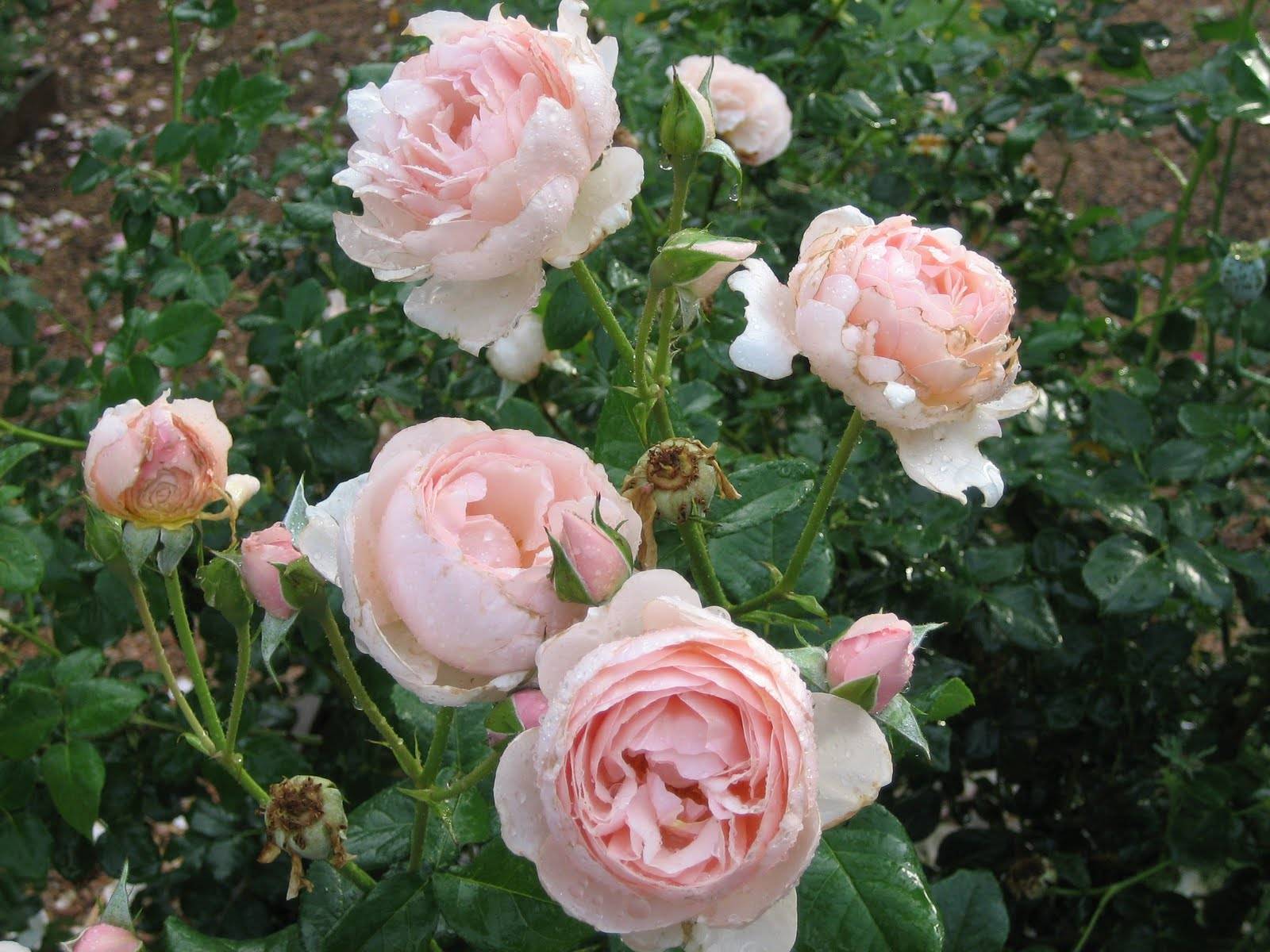 Роза гейша: описание сорта, правила выращивания и уход за растением с фото