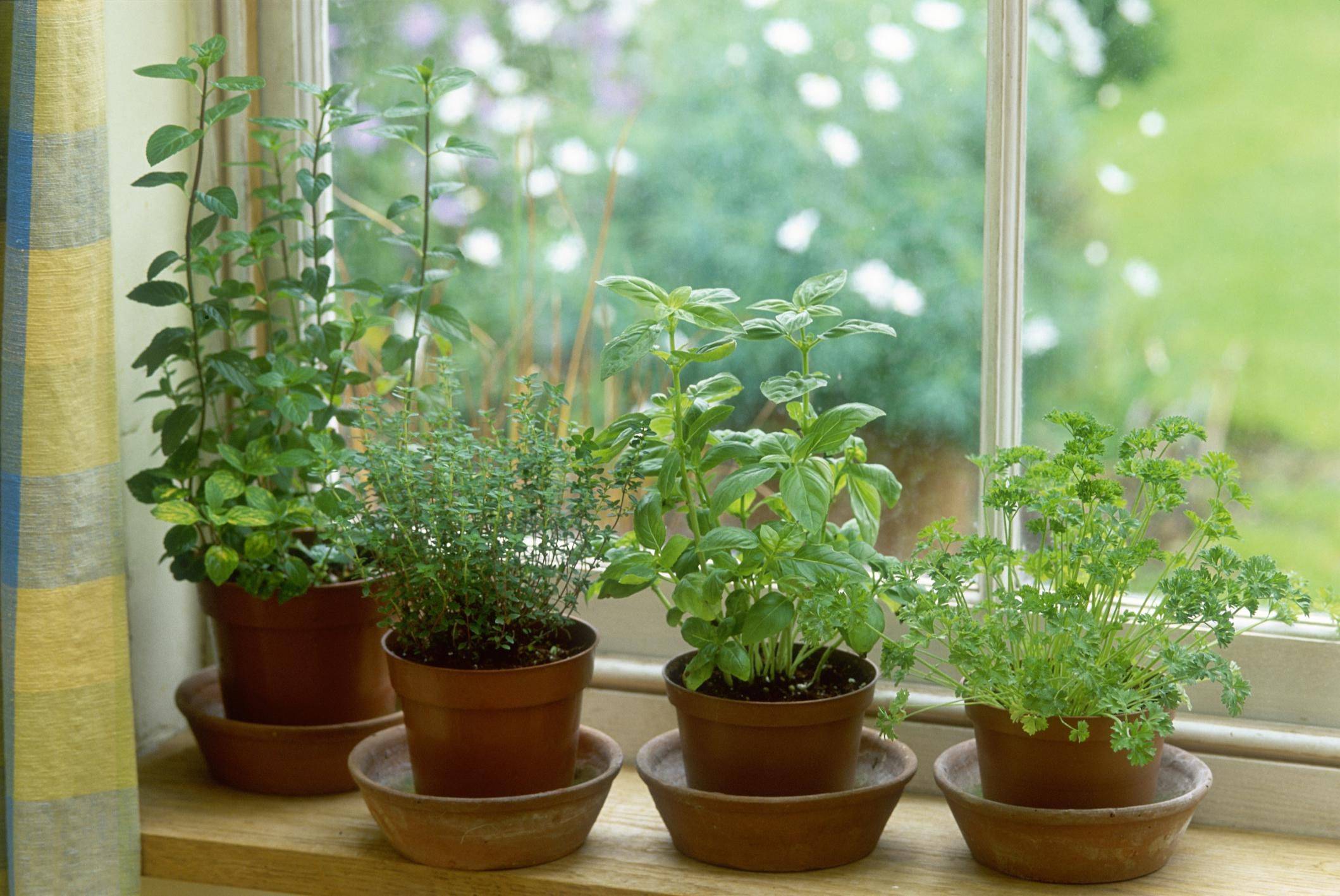 Ароматные комнатные растения - домашние растения
