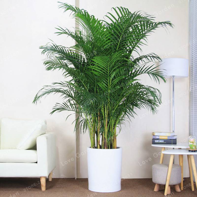 5 самых неприхотливых комнатных пальм. список названий с фото — ботаничка