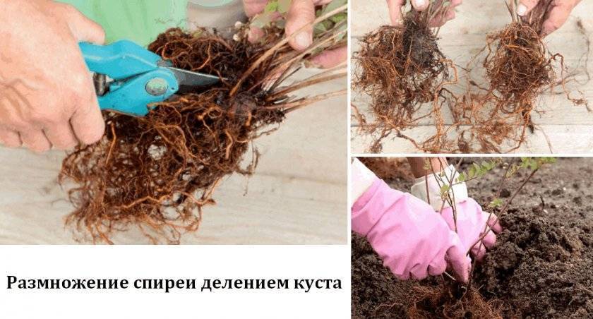 Как размножить спирею черенками - дневник садовода flowers-republic.ru