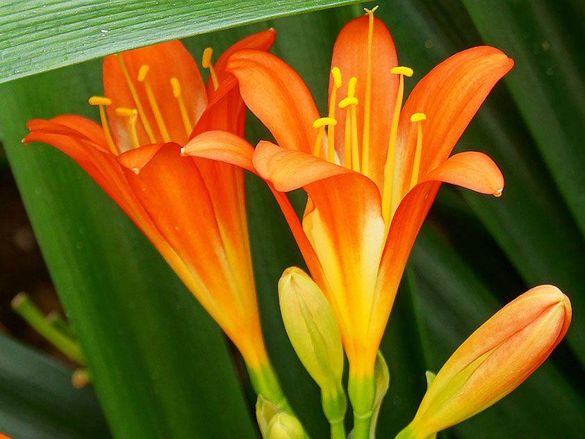Кливия – домашний цветок. описание и уход