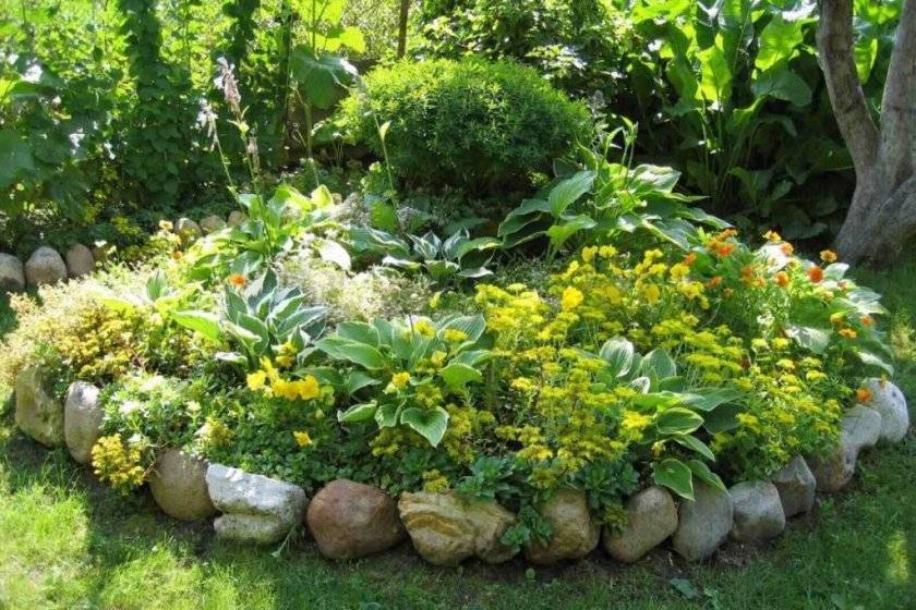 Как вырастить в саду молочай садовый многоцветковый (многолетний)? советы по посадке растения, фото