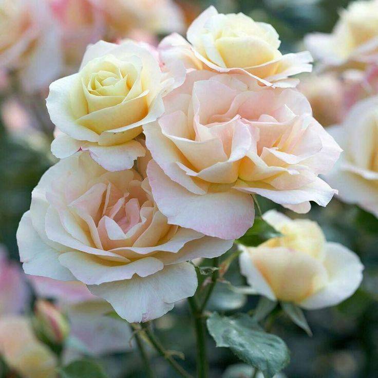 Роза Куин Элизабет (Queen Elizabeth) — описание сортового растения