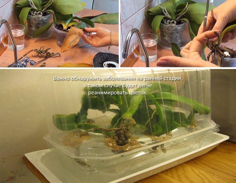 Реанимация орхидеи без листьев: инструкция и видео
