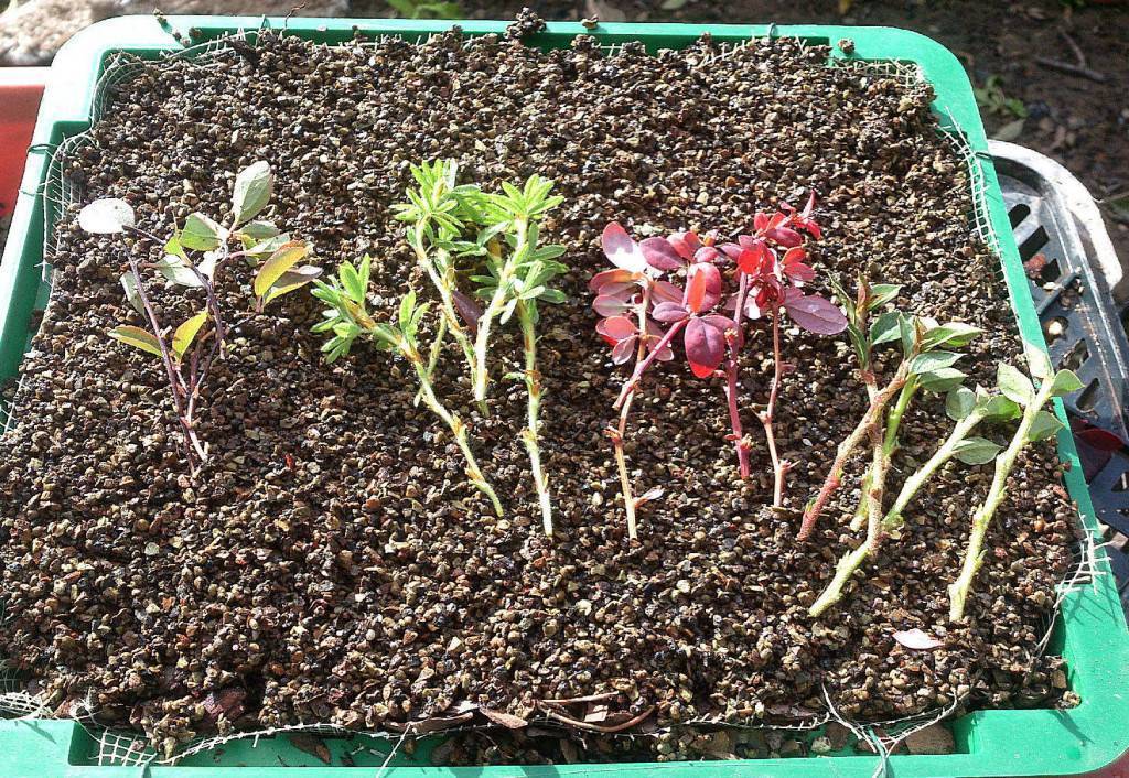 Агротехника выращивания барбариса марии в открытом грунте: как ухаживать, удобрять