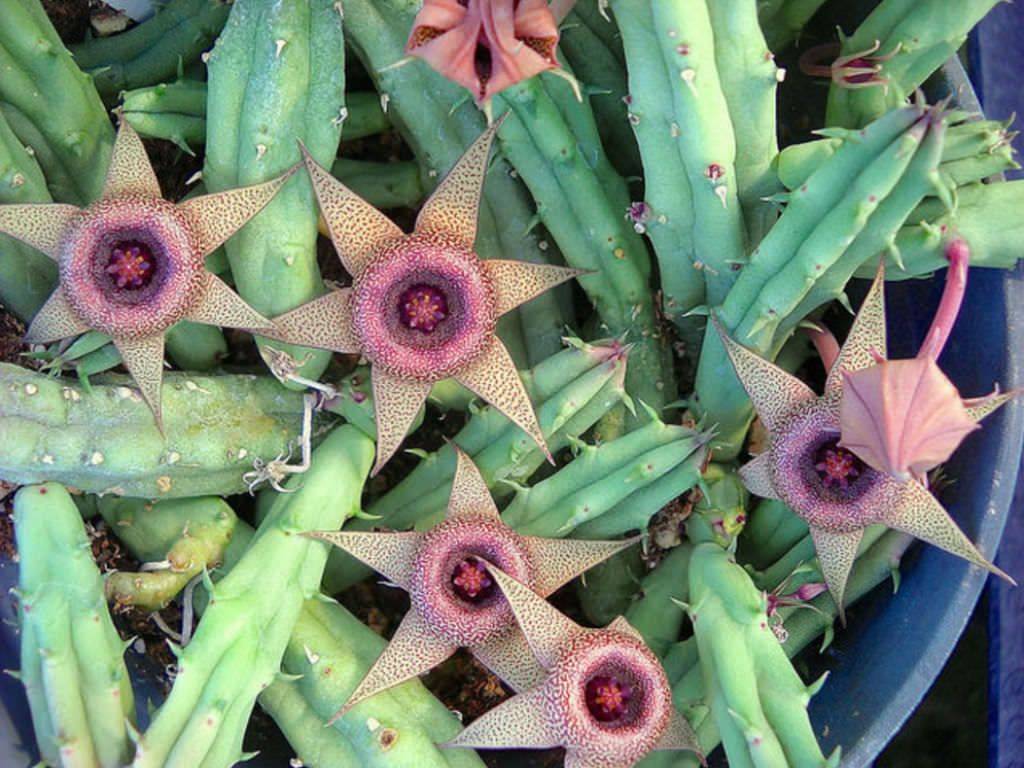 Гуэрния (huernia): посадка и уход за экзотическим растением дома