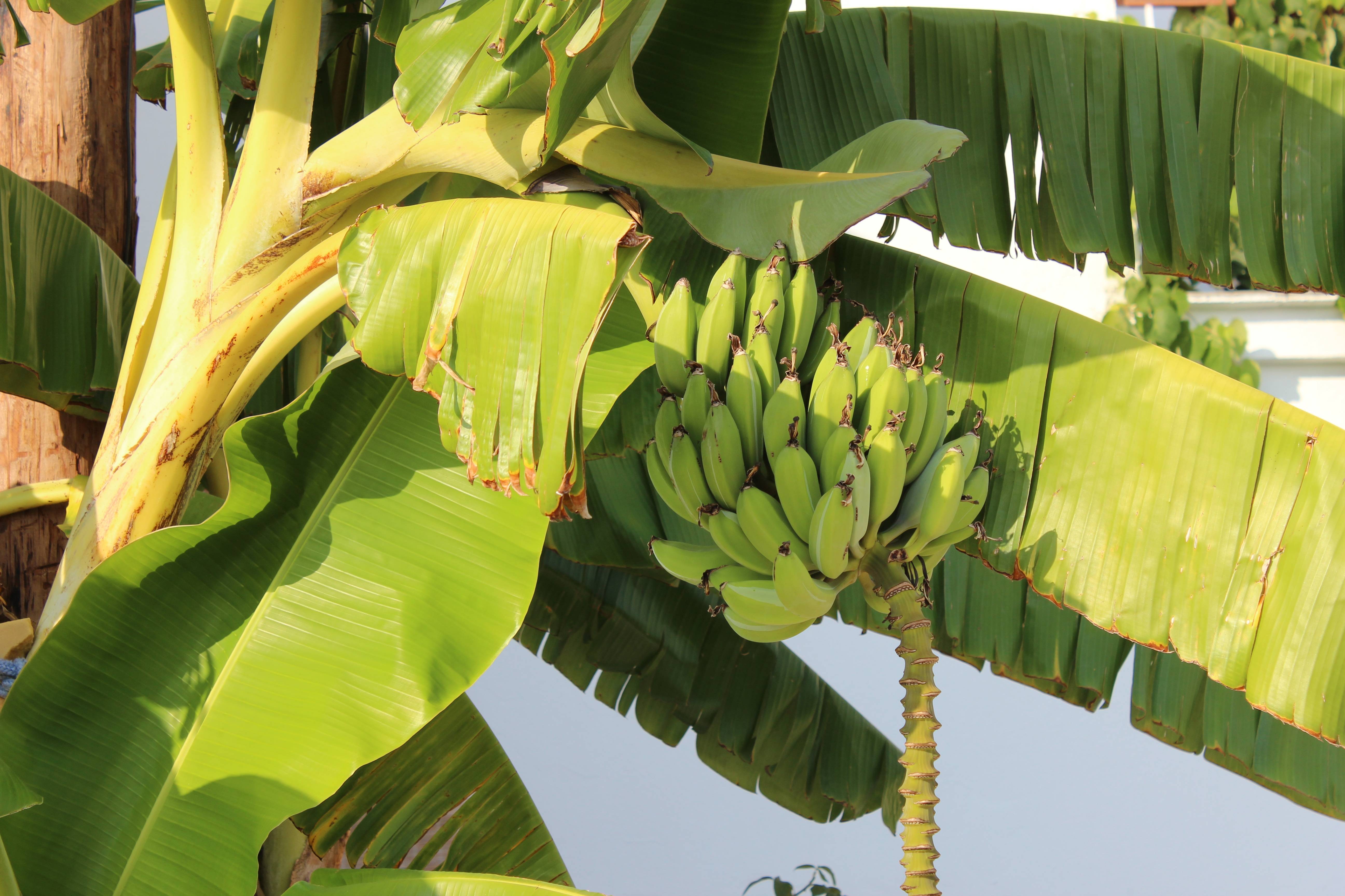Как растут бананы в природе