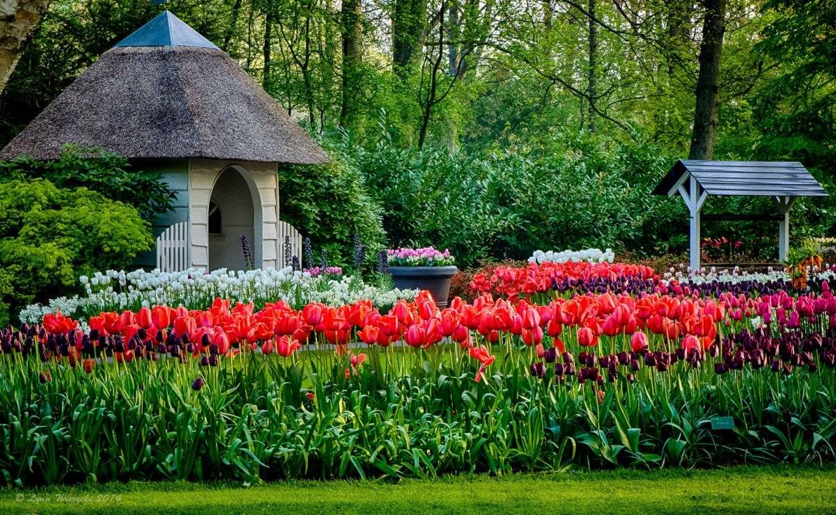 Море, ветер, тюльпаны. 9 фактов о парке кёкенхоф (нидерланды) - европа
