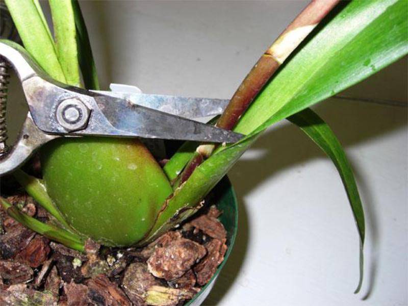 Интересные факты про размножение орхидеи детками в домашних условиях