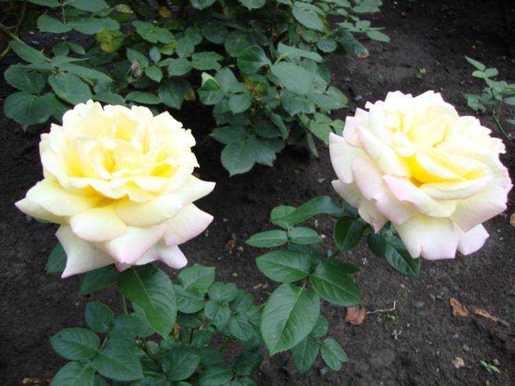 «глория дей» - самая знаменитая роза хх века
