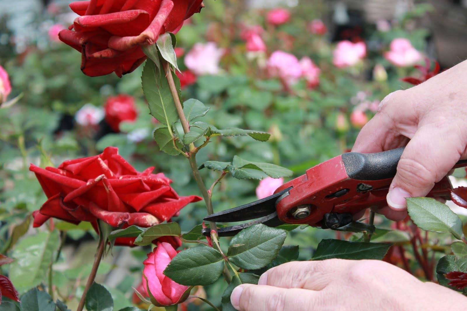Как вырастить розы «софи лорен»: лучшие советы