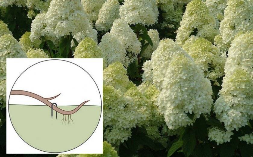 Гортензия метельчатая – посадка и уход в открытом грунте | растим растения!