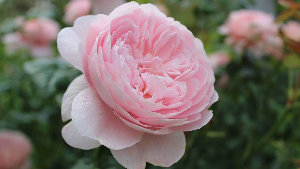 Роза флорибунда амбер квин — янтарные брызги и аромат лимона