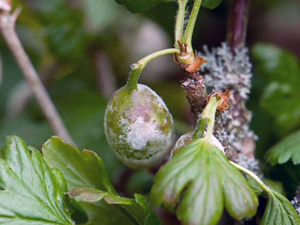 Почему не плодоносит клубника: 6 распространенных причин отсутствия ягод — мой садочек