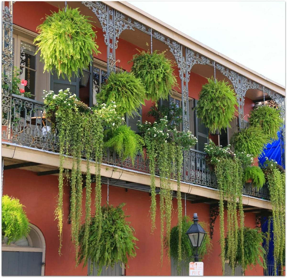 Озеленение балкона своими руками, балконные цветы фото и названия