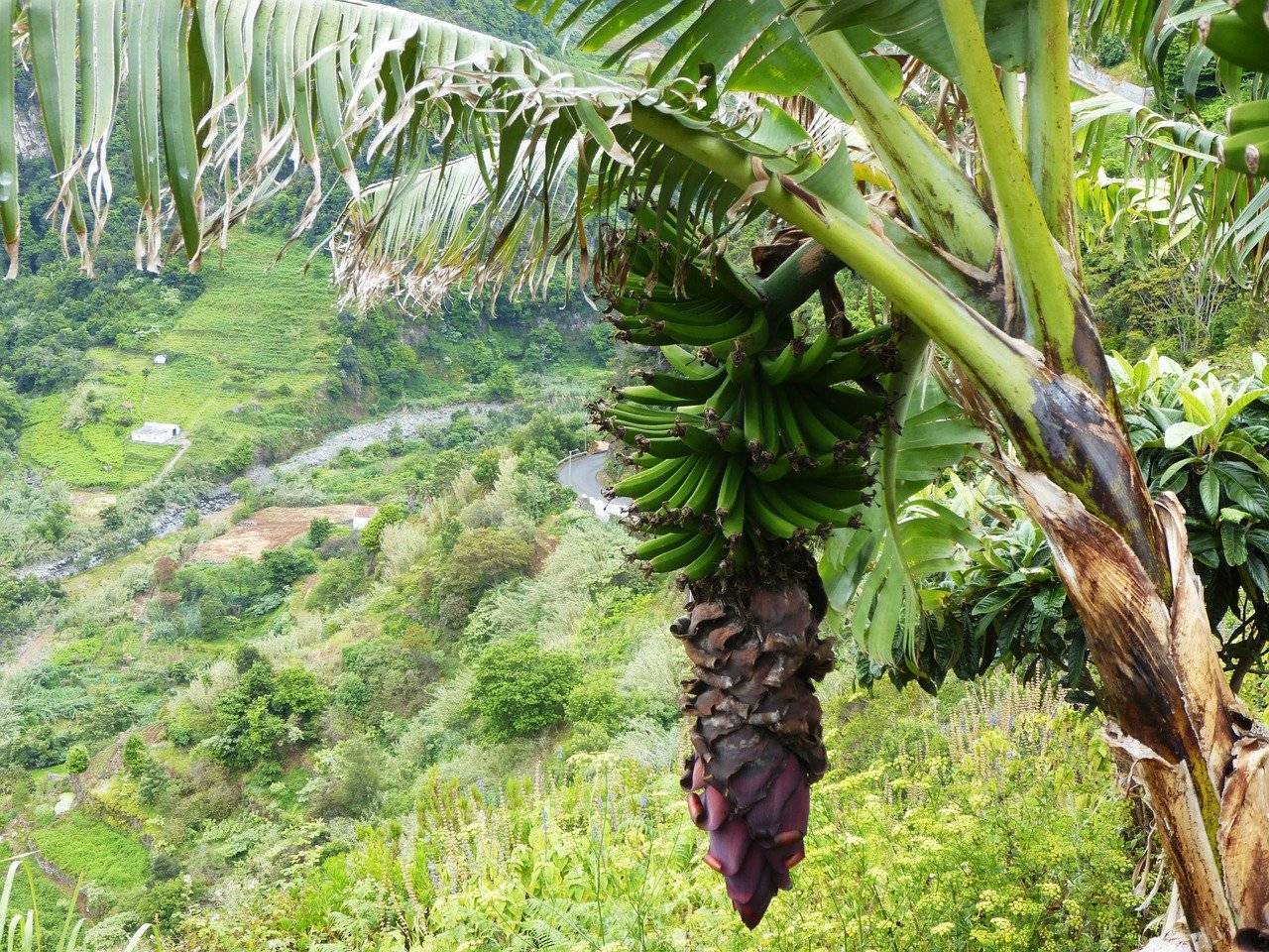 Как и где растут бананы в природе, в какой стране, как размножаются?