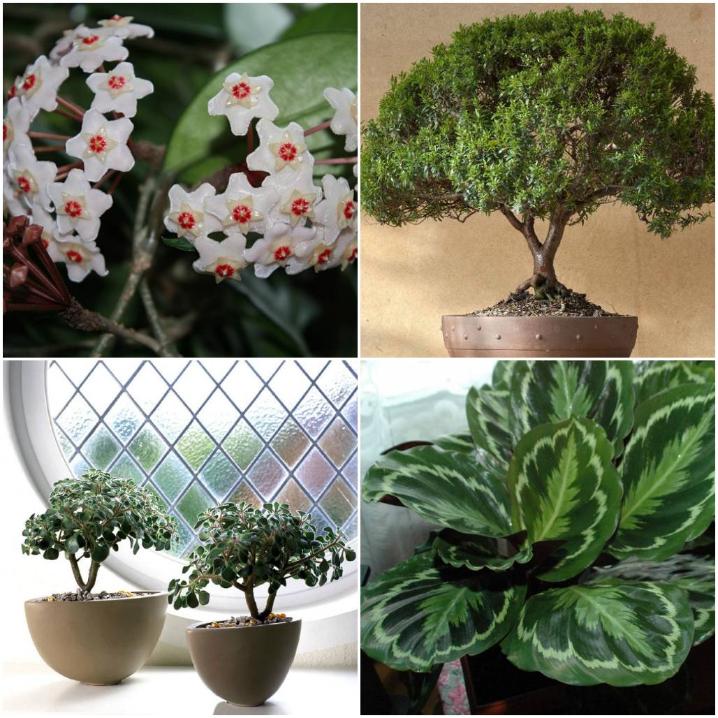 Самые популярные комнатные цветы: топ 10 лучших видов для выращивания, а также какие домашние растения самые распространенные и неприхотливые