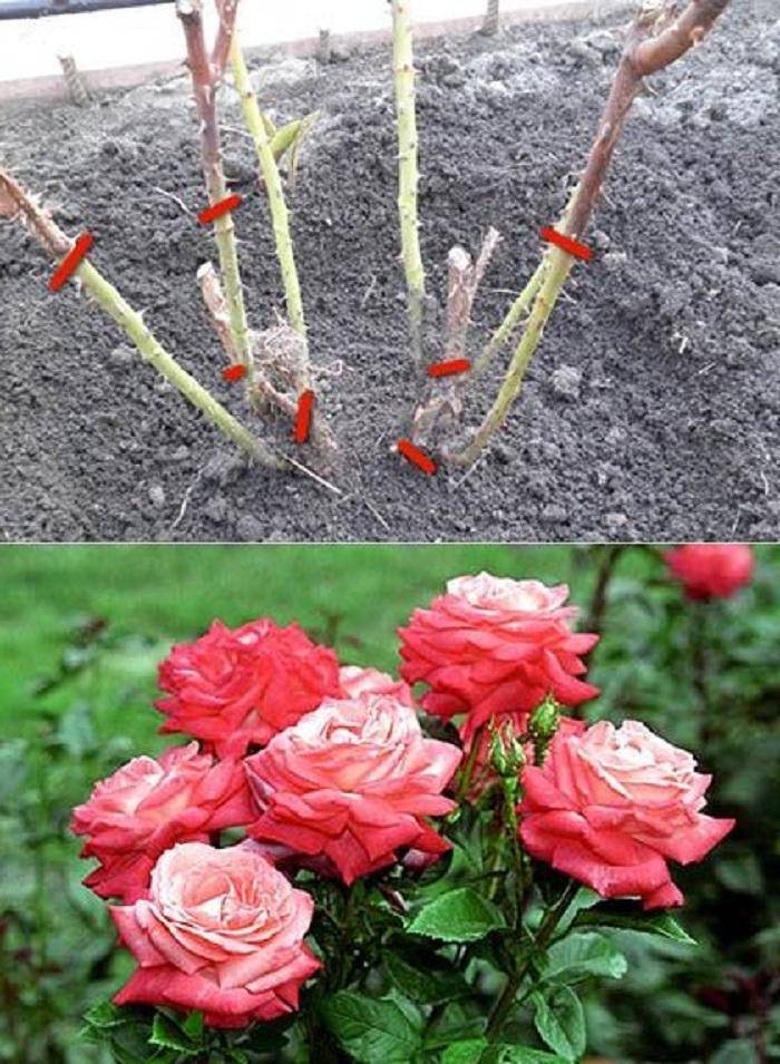 Роза сахара (sahara) — характеристики суперустойчивого кустарника