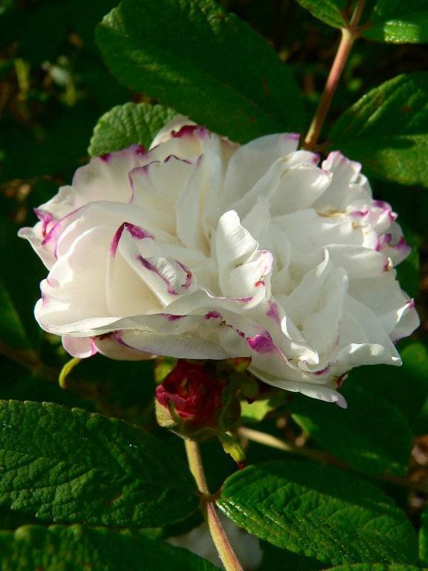 Роза августа луиза (augusta luise): описание сорта и фото растения, цветение и использование в ландшафтном дизайне, уход и размножение, болезни и вредители
