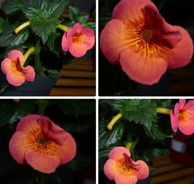 Ахименес: фото цветов, уход за великолепным комнатным растением