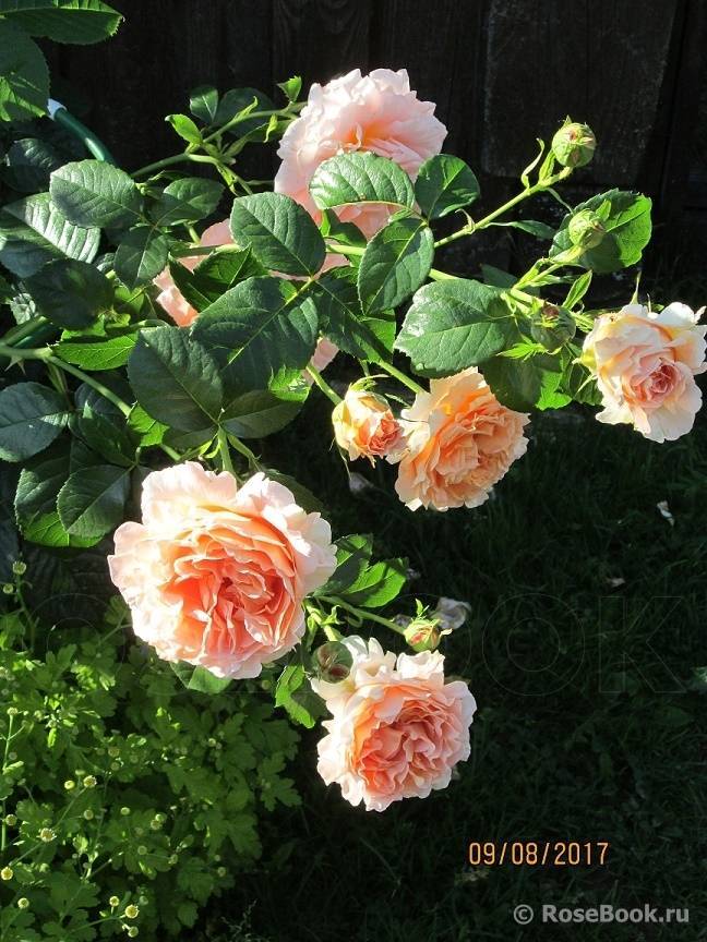 Плетистая роза полька: фото и описание, отзывы, видео