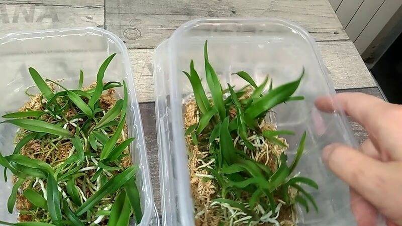 Секреты выращивания орхидей из семян в домашних условиях
